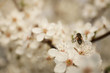 © New Africa - Insect on blossoming tree with outdoors, closeup. Spring season