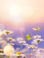 Aufkleber - art blooming flower meadow in summer on sunset sky  background. Beautiful summertime chamomile floral background;