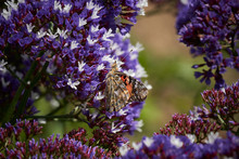 Painted Lady Butterfly On Sea Lavender. Top Side View. Purple Flowers