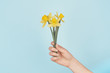 Female hand holding three little yellow daffodils on blue background. Cropped frontal view