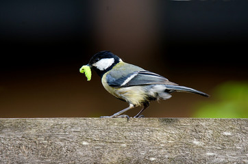 Great tit on a fence, caterpillar in its beak