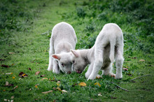Two Lambs With Dark Vignette