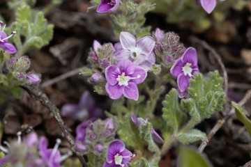 Flower of the speedwell Veronica surculosa