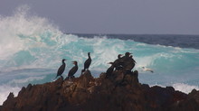 Cape Cormorants 