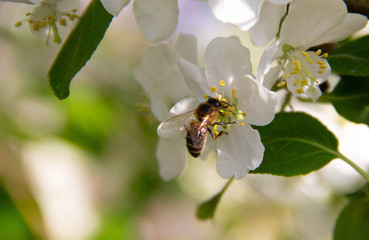 Wall Mural - The bee pollinates the flowers. A bee sits on the white flowers of an Apple tree.