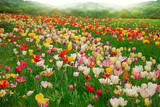 Fototapeta Tulipany - Pole tulipanów