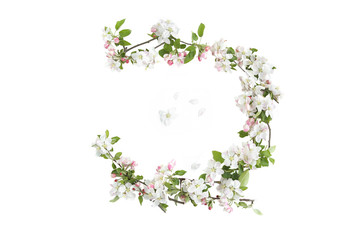 Frame of branches with blossoms isolated on white background. White spring apple tree flowers branches..