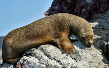 Poster - Sea lions in the Ballestas Islands 56