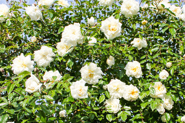 White rose flowers bloom on a decorative curb. Many flowers roses hang down to form a wall of flowers. Decorative fence, flower arch, decoration for wedding, garden and park