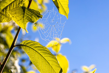 Wall Mural - spider web with dew swaying in the wind on tree branch in spring time.