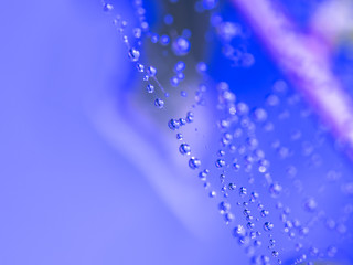 Wall Mural - purple background with small water drops on cobweb. macro view of dew on spider web with unnatural p