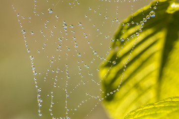 Wall Mural - spider web with dew swaying in the wind on tree branch in spring time.