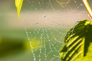 Wall Mural - spider web with dew swaying in the wind on tree branch in spring time.