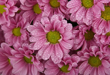 Wall Mural - Close up background of pink chrysanthemum flowers