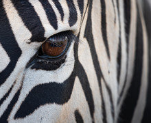 Zebra Eye Close-up In The Kruger National Park South Africa