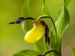 Die große zitronengelbe Blüte der in Bayern heimische Orchidee Gelbe Frauenschuh (Cypripedium calceolus) 