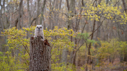 Wall Mural - great horned owlet in the environment.