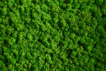 Natural texture of reindeer moss. Decorative green moss plant on the wall. Art background with copy space. Picture from organic material. Office style, interior design elements.