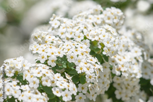 White flowering shrub background.