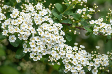 Wall Mural - White flowering shrub background.