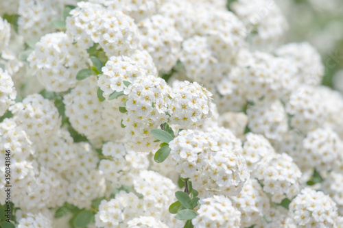 White flowering shrub background.