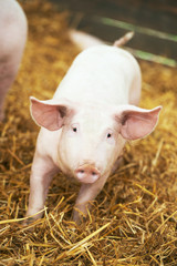 Wall Mural - Young piglet on hay and straw at pig breeding farm