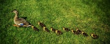 Ducklings Following Duck On Grassy Field