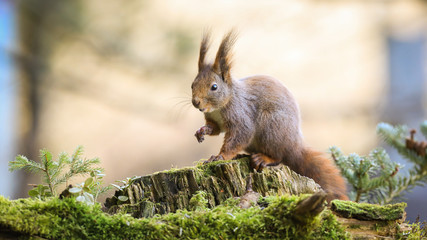 Wall Mural - surprised red squirrel, sciurus vulgaris, stretching hand forward in forest with little spruce tree.