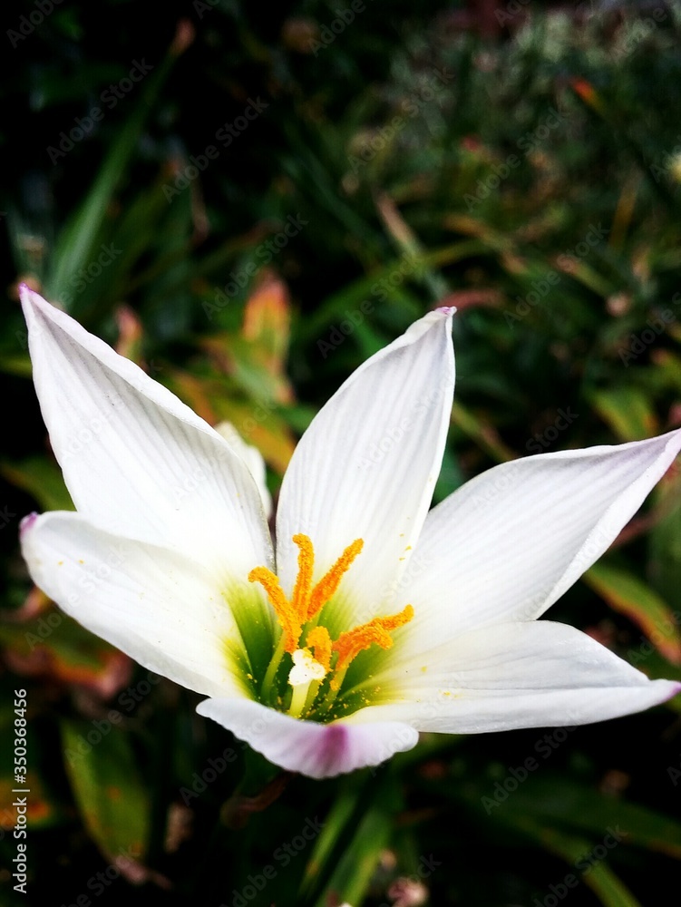 White Flower In Backyard - obrazy, fototapety, plakaty 