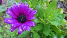 Close-up Of Raindrops On Purple Daisy Flower
