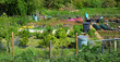 Allotments with people working and fence.