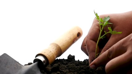 Wall Mural - tomato planting isolate on white background. farmer hand gardening tomato on organic soil on white background