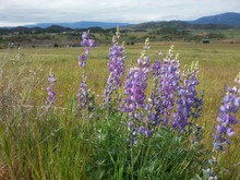 Purple Wildflowers In Field