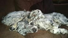 English Setters Resting On Sofa At Home