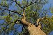 © Santiagomanta - arbol quebracho colorado