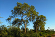 © Santiagomanta - arbol quebracho colorado