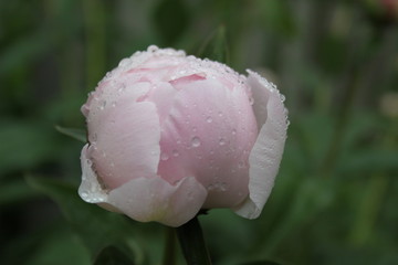 Canvas Print - Pink Peony and Raindrops 2020 6A