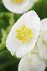 White flowers