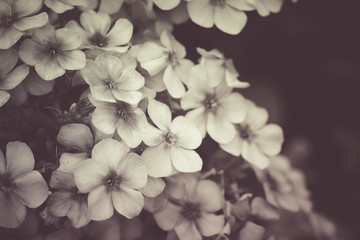  black and white hydrangea flowers