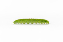 Cabbage Caterpillar Isolated
