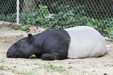 A Malayan Tapir Sleeping On The Ground