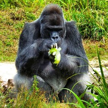 Gorilla Eating Banana