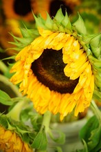 Close-up Of Drooping Sunflower