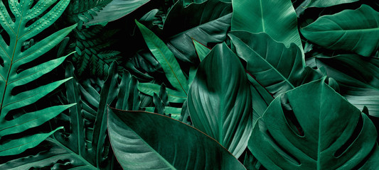 closeup nature view of green monstera and fern leaf background. Flat lay, dark nature concept, tropical leaf