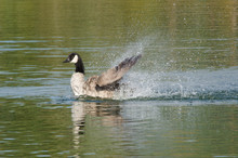 Canada Goose Swimming On Lake