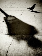 Pigeon On Pavement