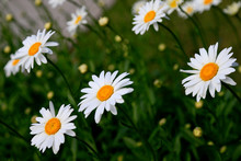 Daisies In The Grass