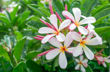 Wall Mural - White plumeria and Pink plumeria  flowers bouquet have yellow pollen and green leaf blooming on plant,tropical flower,mix colors,beautiful