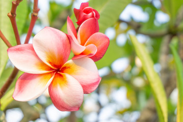 Wall Mural - White plumeria and Pink plumeria  flowers bouquet have yellow pollen and green leaf blooming on plant,tropical and summer flower,mix colors,beautiful bunch,spa,Temple Tree,Frangipani