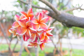 Wall Mural - White plumeria and Pink plumeria  flowers bouquet have yellow pollen and green leaf blooming on plant,tropical and summer flower,mix colors,beautiful bunch,spa,Temple Tree,Frangipani